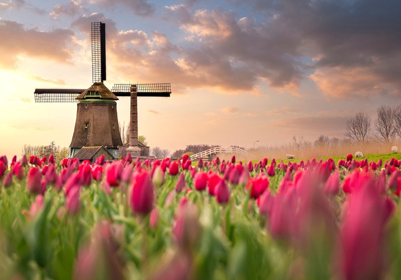 Tagesfahrt zum Keukenhof